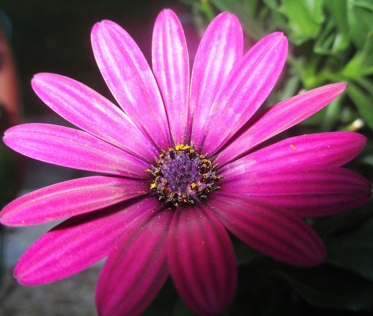 marguerite blossom bloom free photo