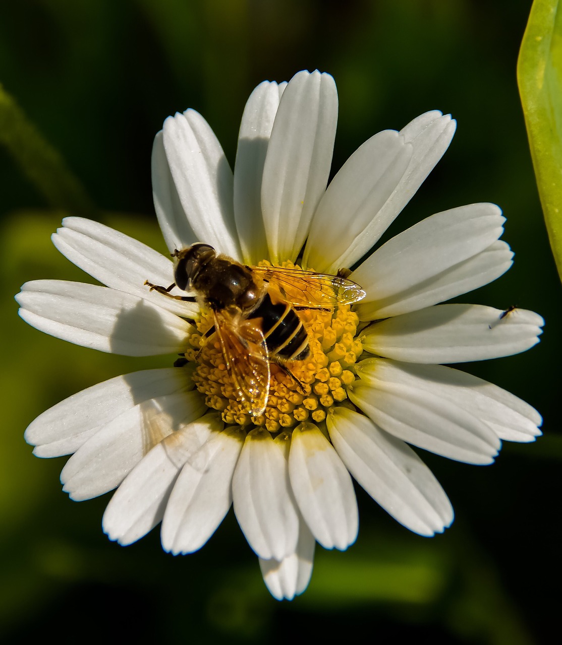 marguerite  bee  flower free photo