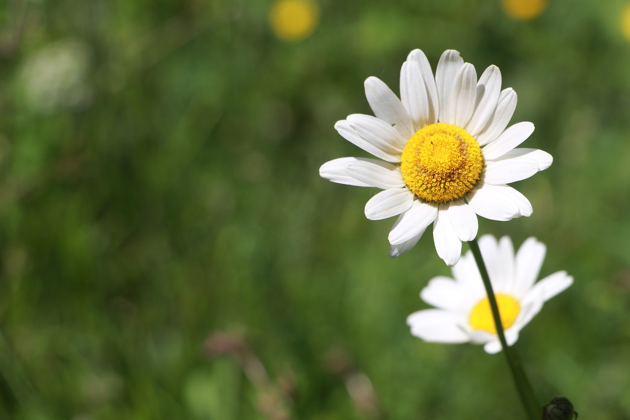 marguerite  green  spring free photo