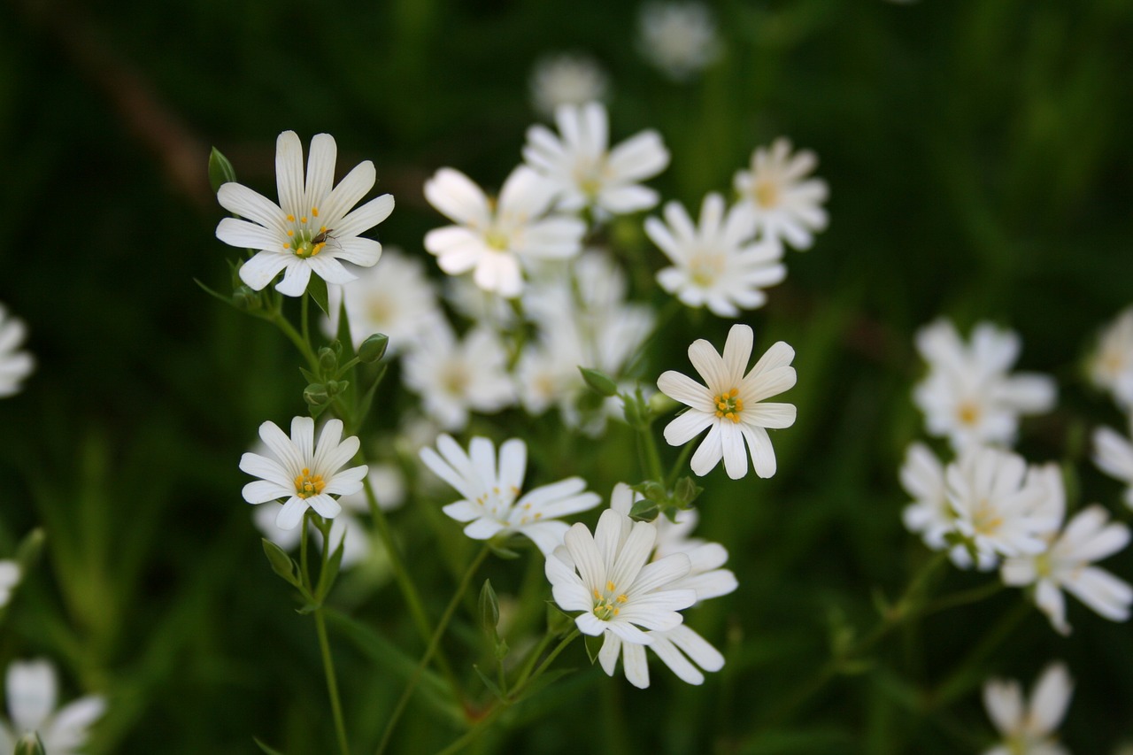 marguerite  spring  daisy free photo