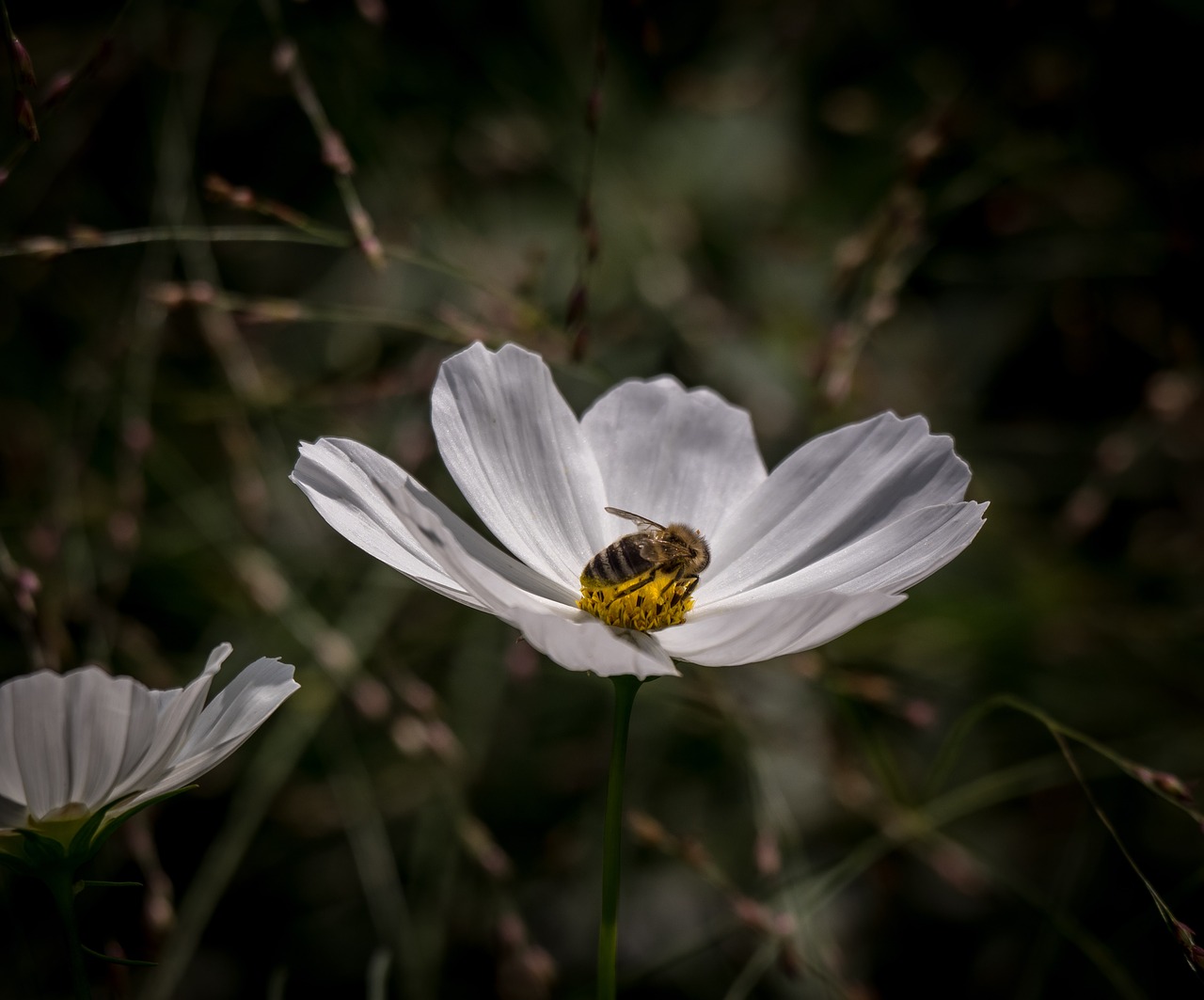 marguerite  flower  bee free photo