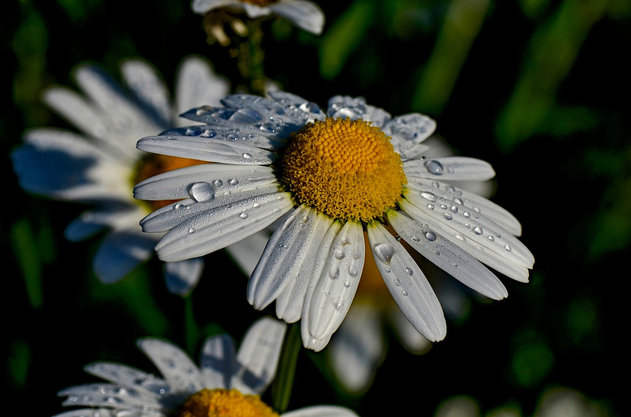 marguerite  white  flowers free photo