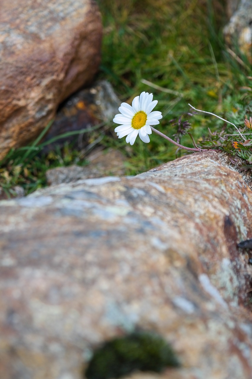 marguerite  stone  nature free photo