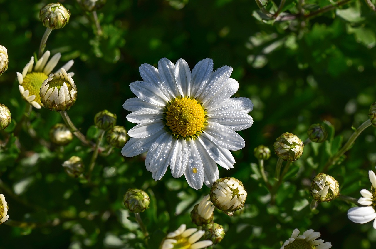 marguerite  drip  blossom free photo