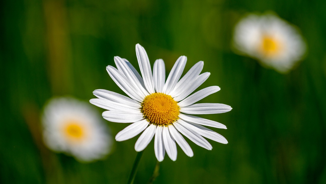 marguerite  flower  nature free photo