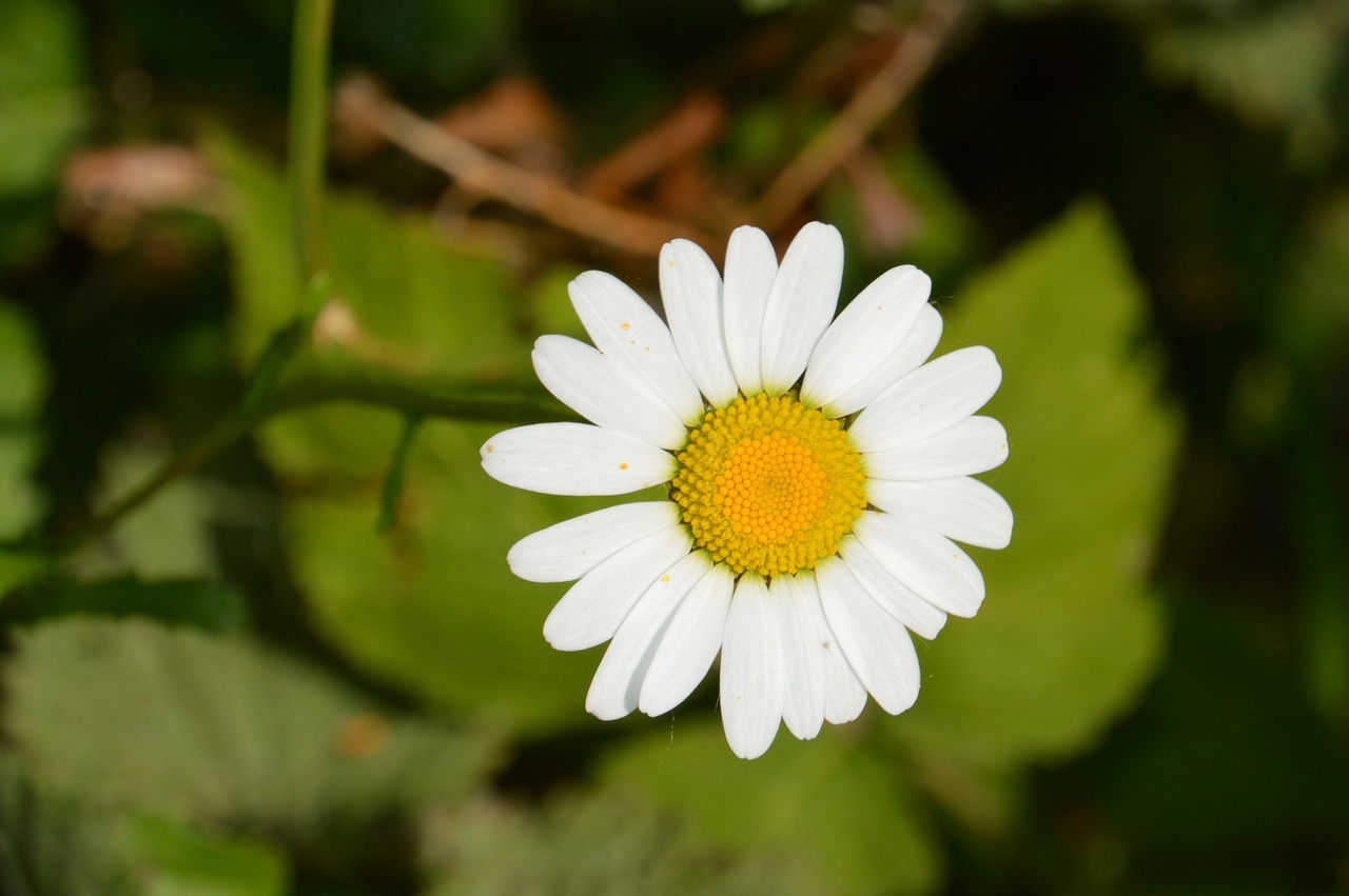 marguerite  plant  flower free photo