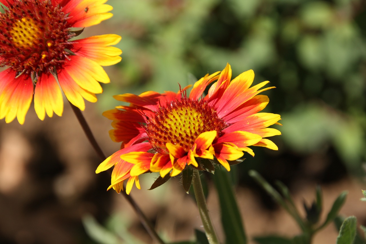 marguerite  macro  garden free photo