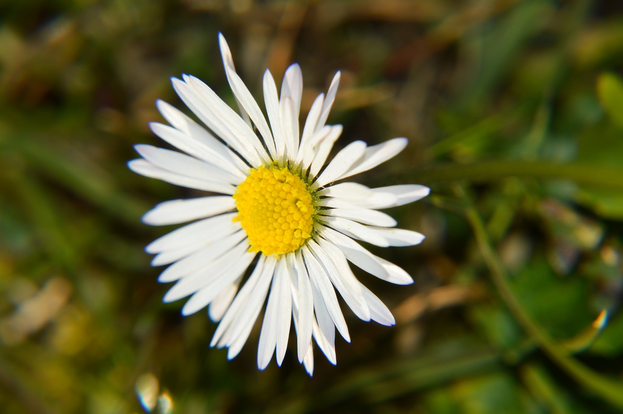 marguerite  flower  petal free photo