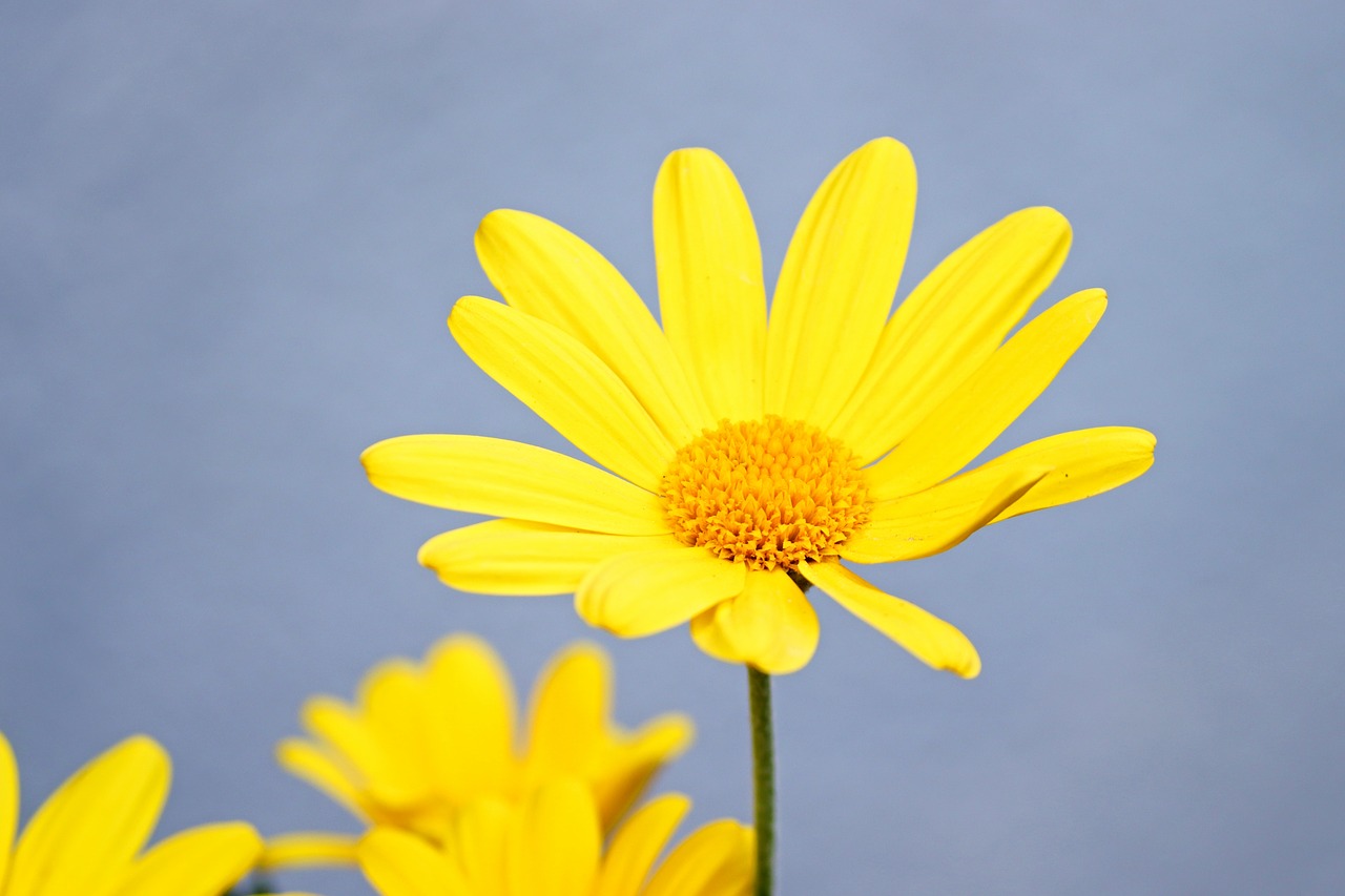 marguerite  spring flower  yellow free photo