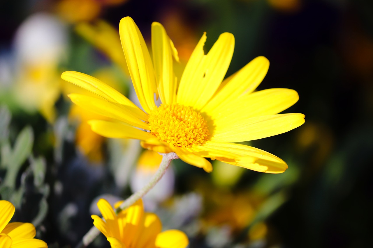 marguerite  spring flower  yellow free photo