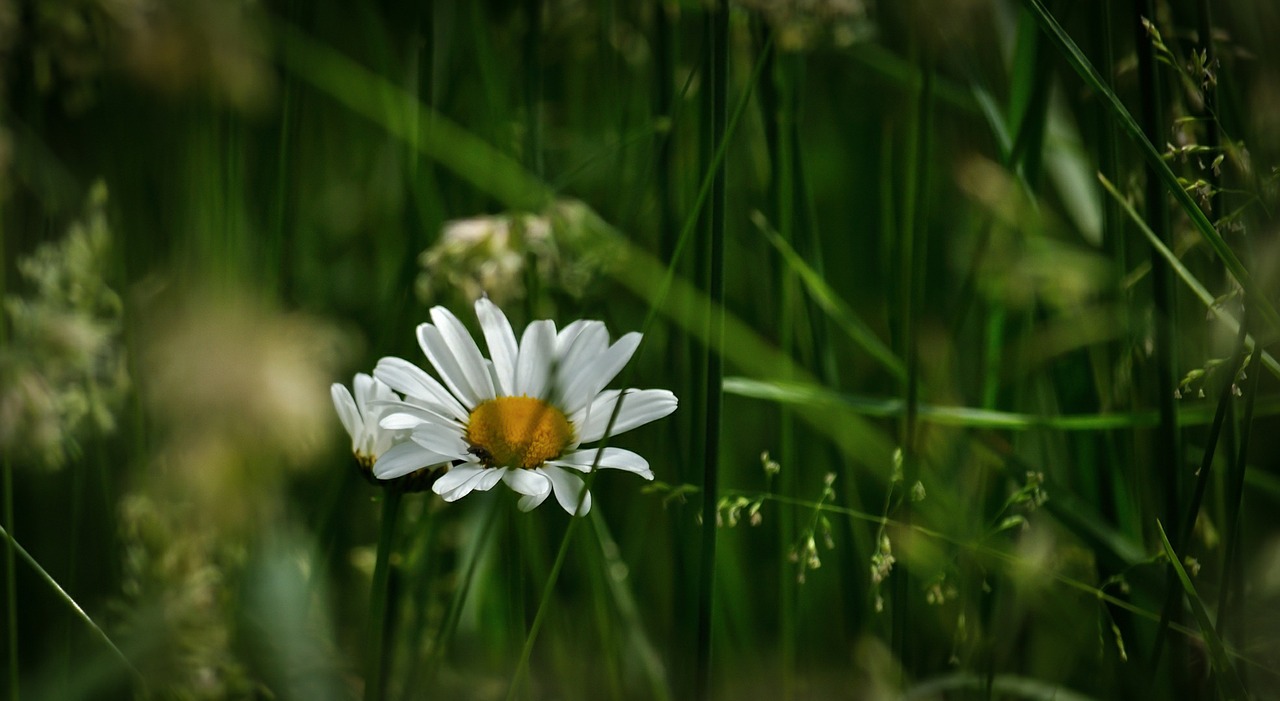 marguerite daisy meadow free photo