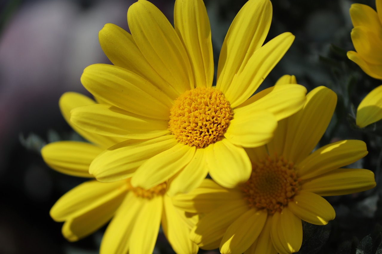 marguerite  yellow  leucanthemum free photo