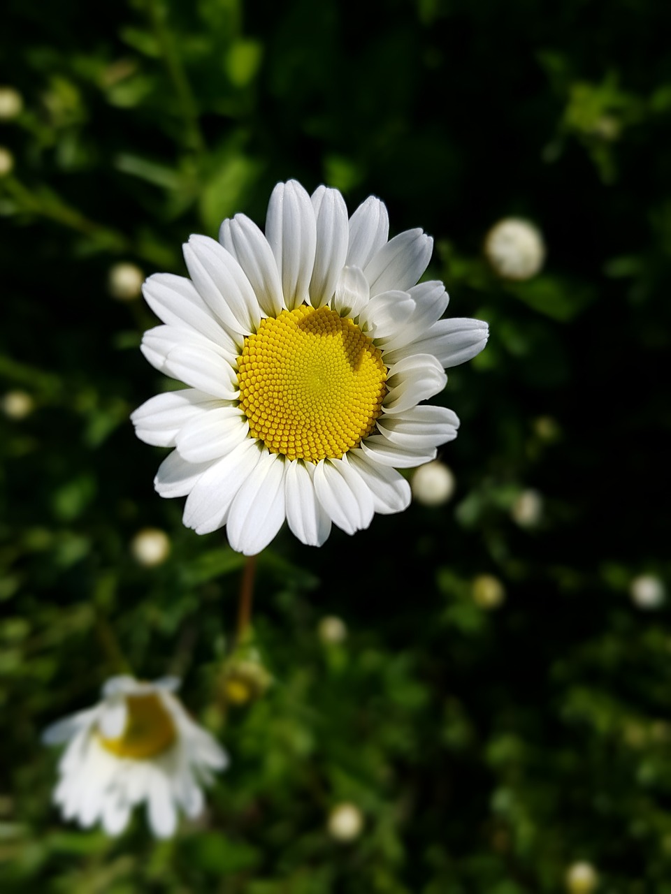 marguerite  flower  open free photo