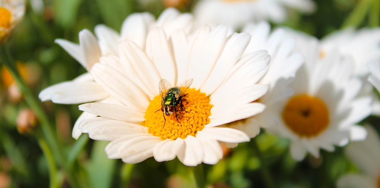 marguerite  fly  white free photo