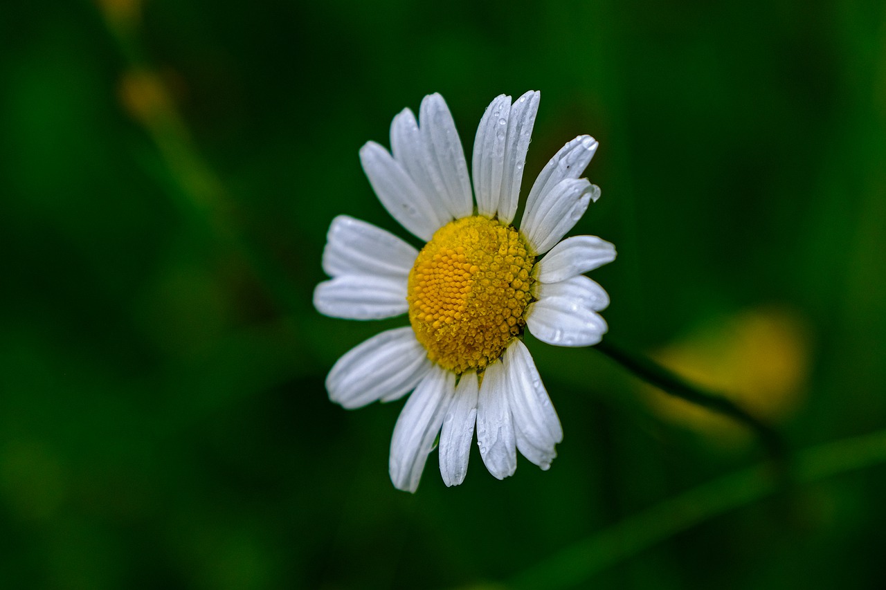 marguerite  nature  flower free photo