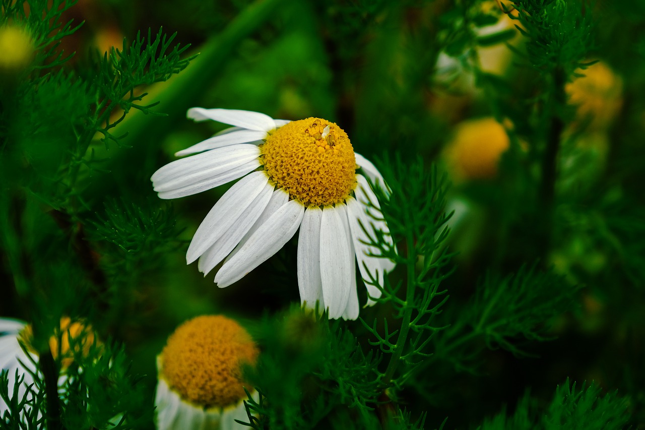 marguerite  nature  flower free photo