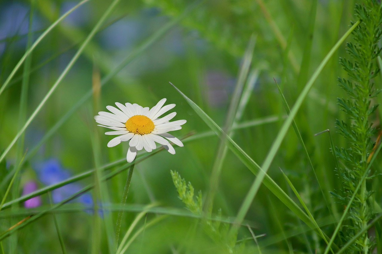 marguerite  early daisy  leucanthemum vulgar free photo