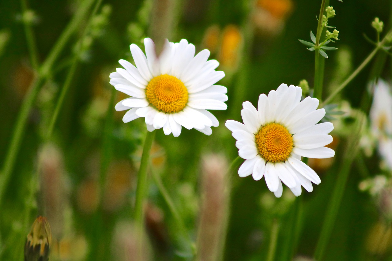 marguerite  flower  plant free photo