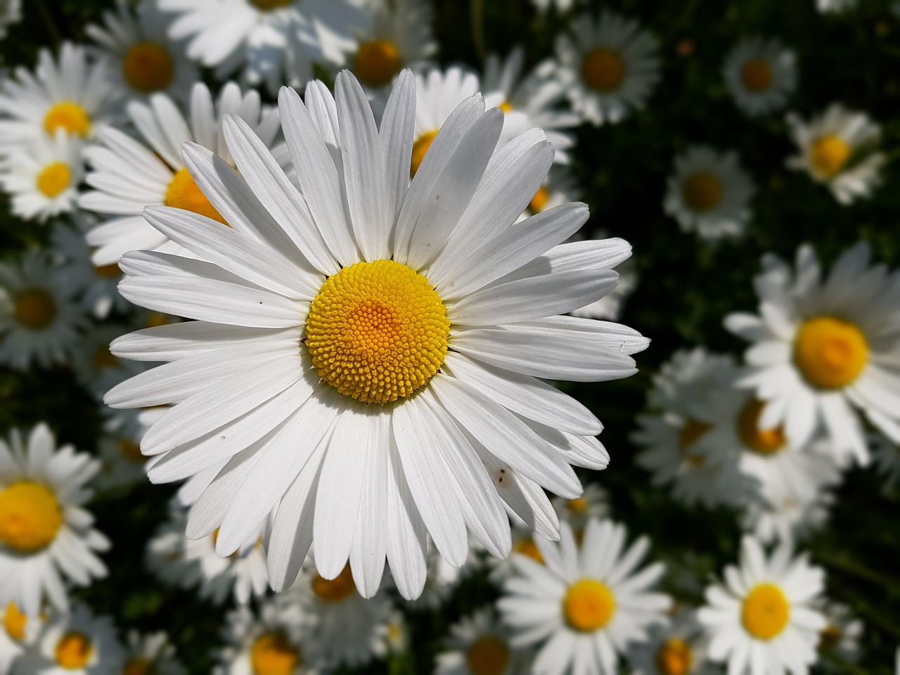 marguerite  flower  garden free photo