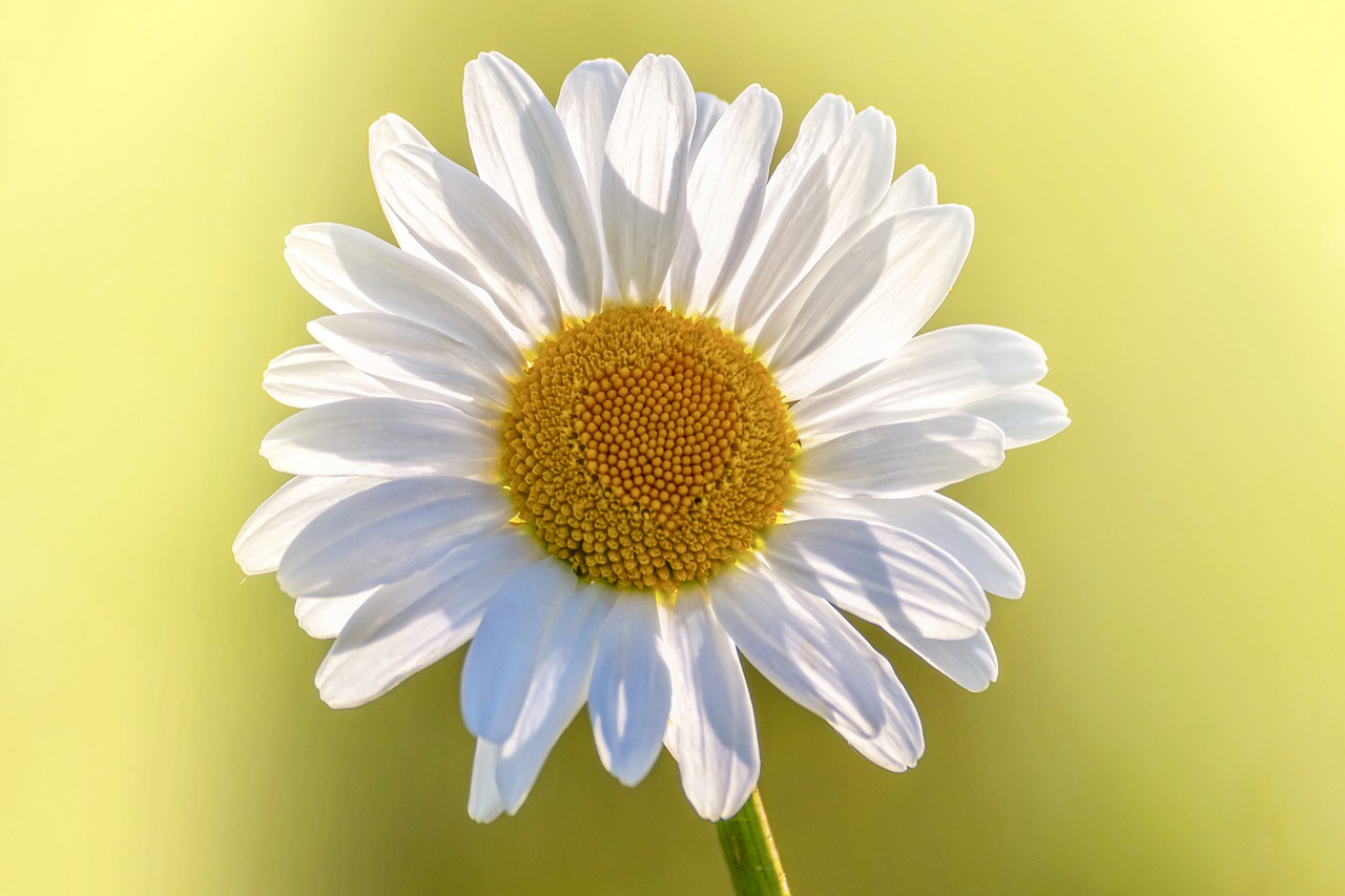 marguerite  flower  blossom free photo