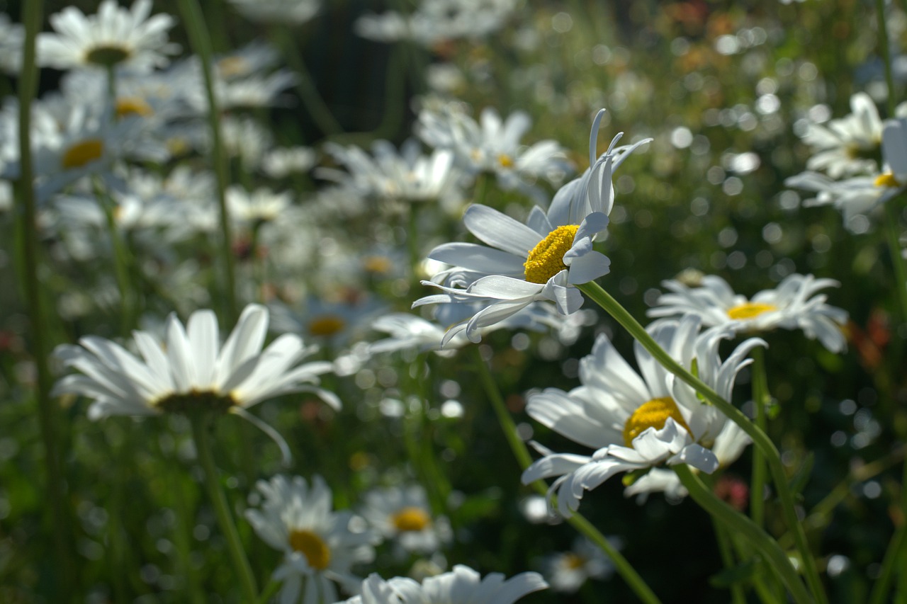 marguerite  flower  blossom free photo