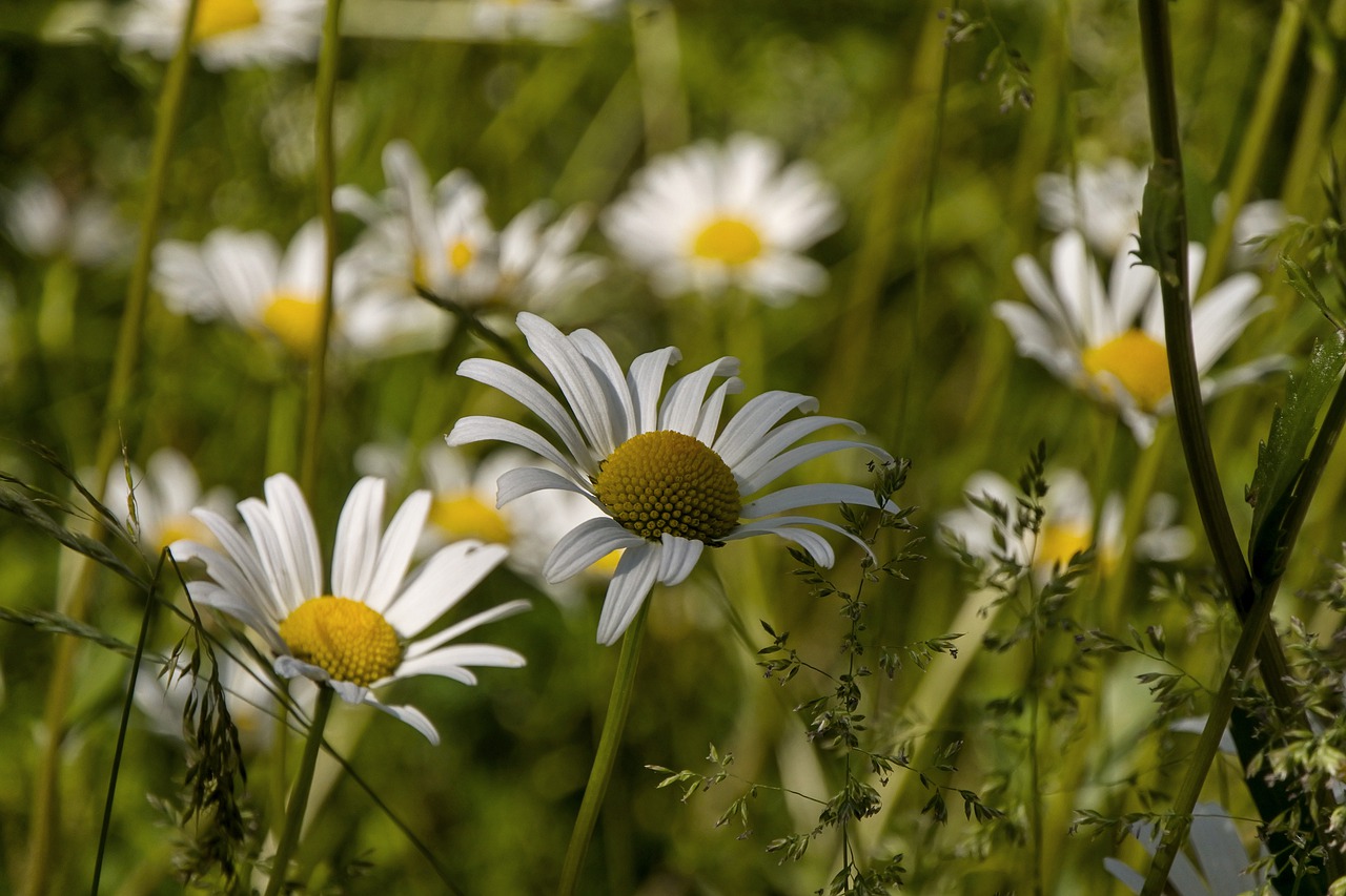 marguerite  pointed flower  nature free photo