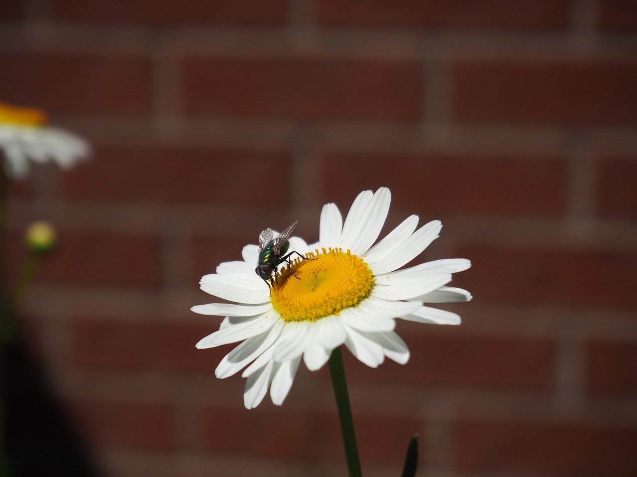 marguerite  flower  flowers free photo