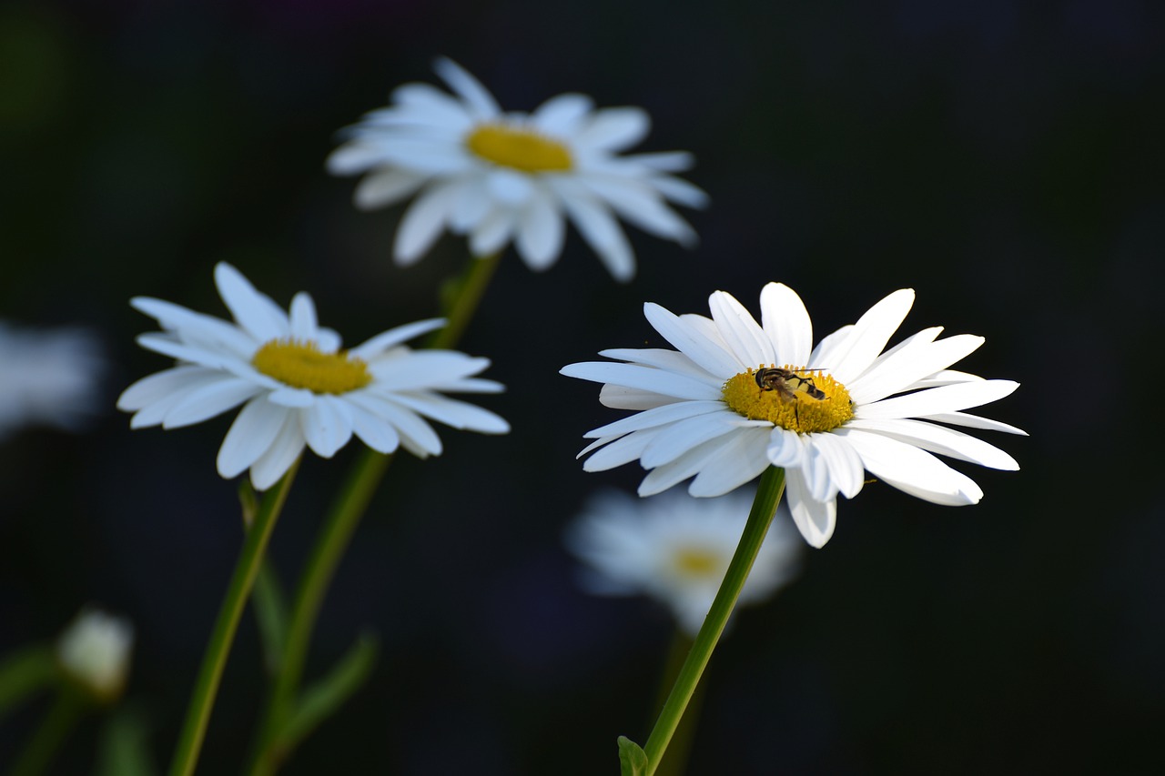 marguerite  white  light insect free photo