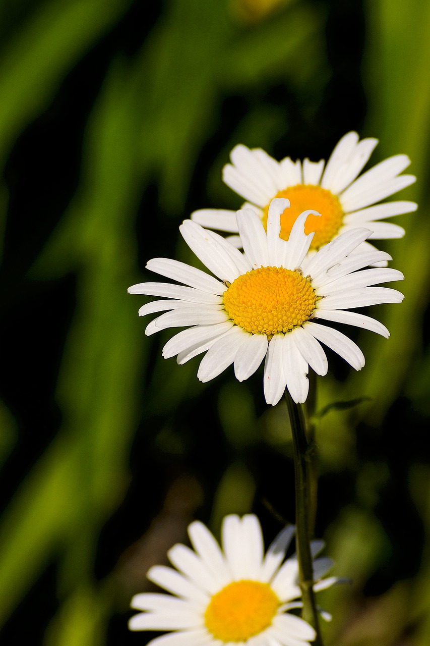 marguerite  white  flower free photo