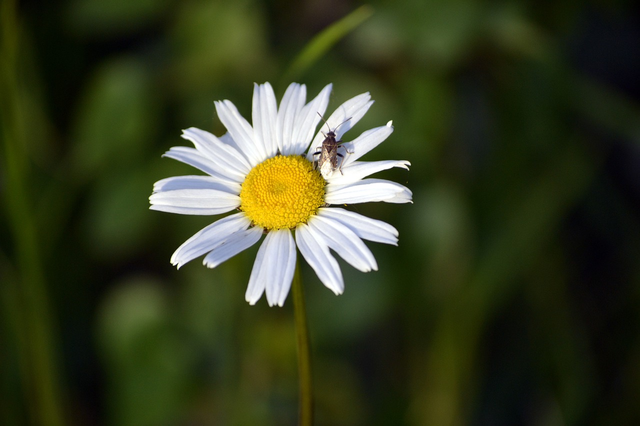 marguerite  spring flower  white flower free photo