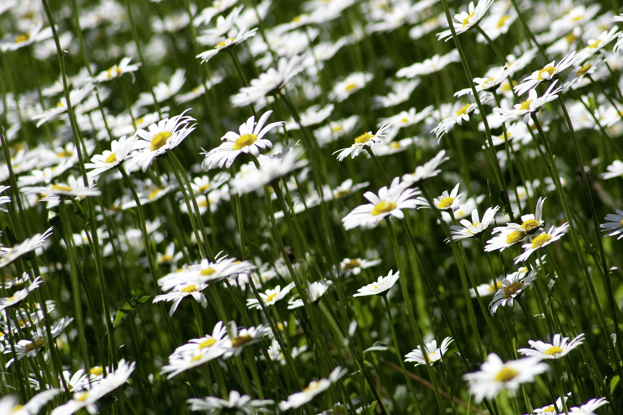 marguerite flora flower free photo