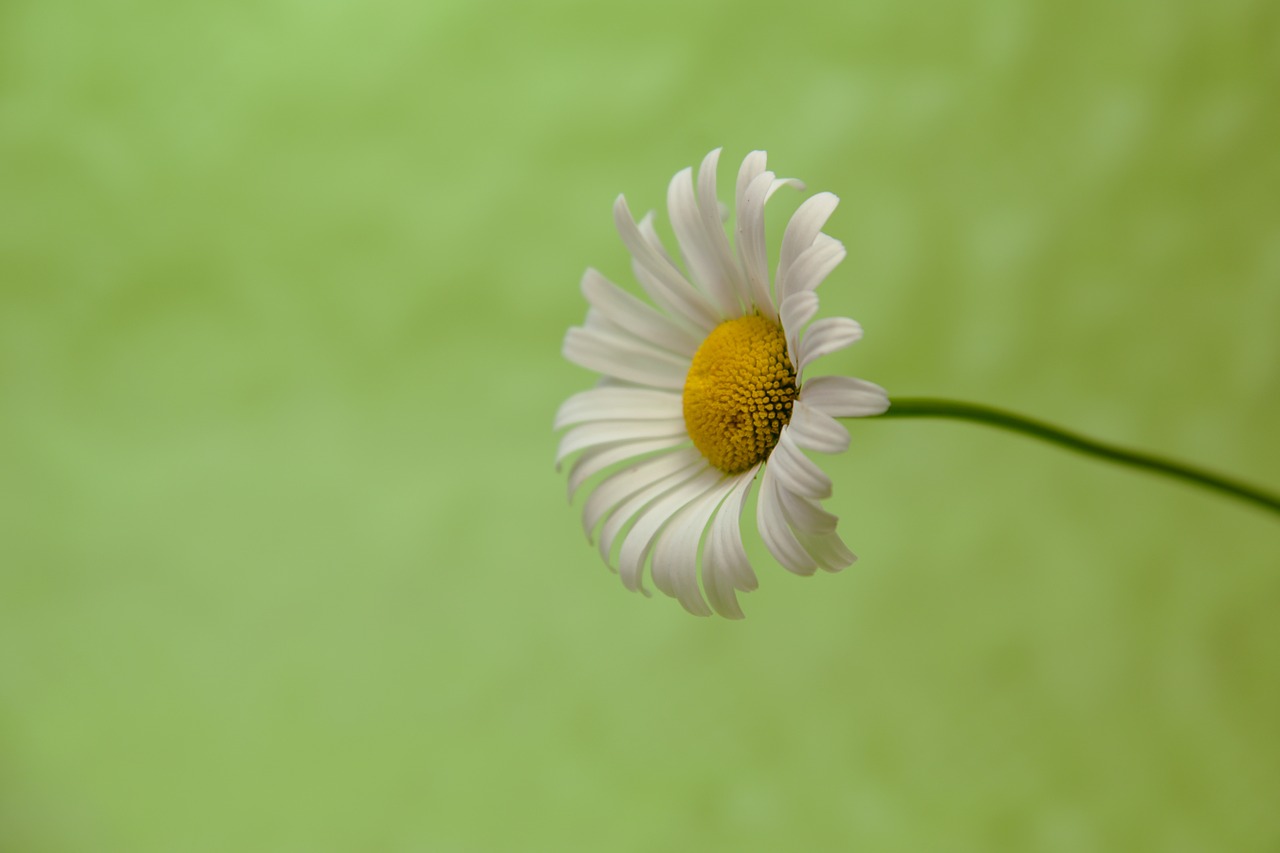 marguerite green background free photo