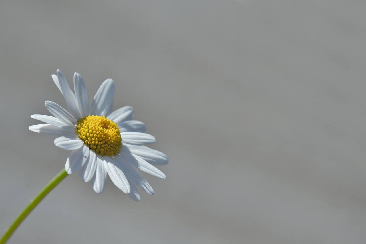 marguerite flower macro free photo