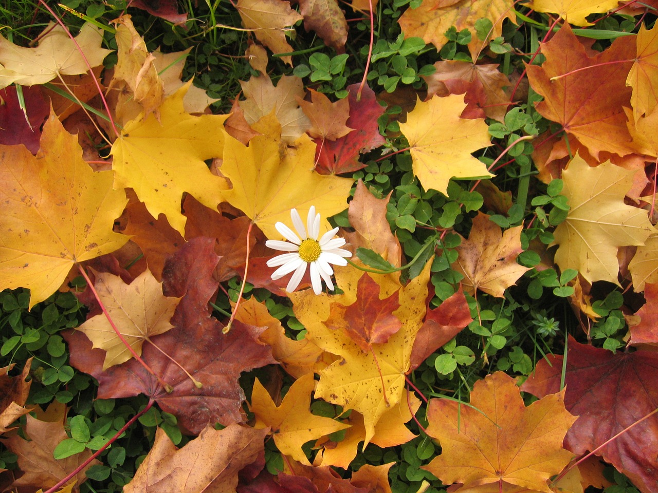 marguerite autumn leaves free photo