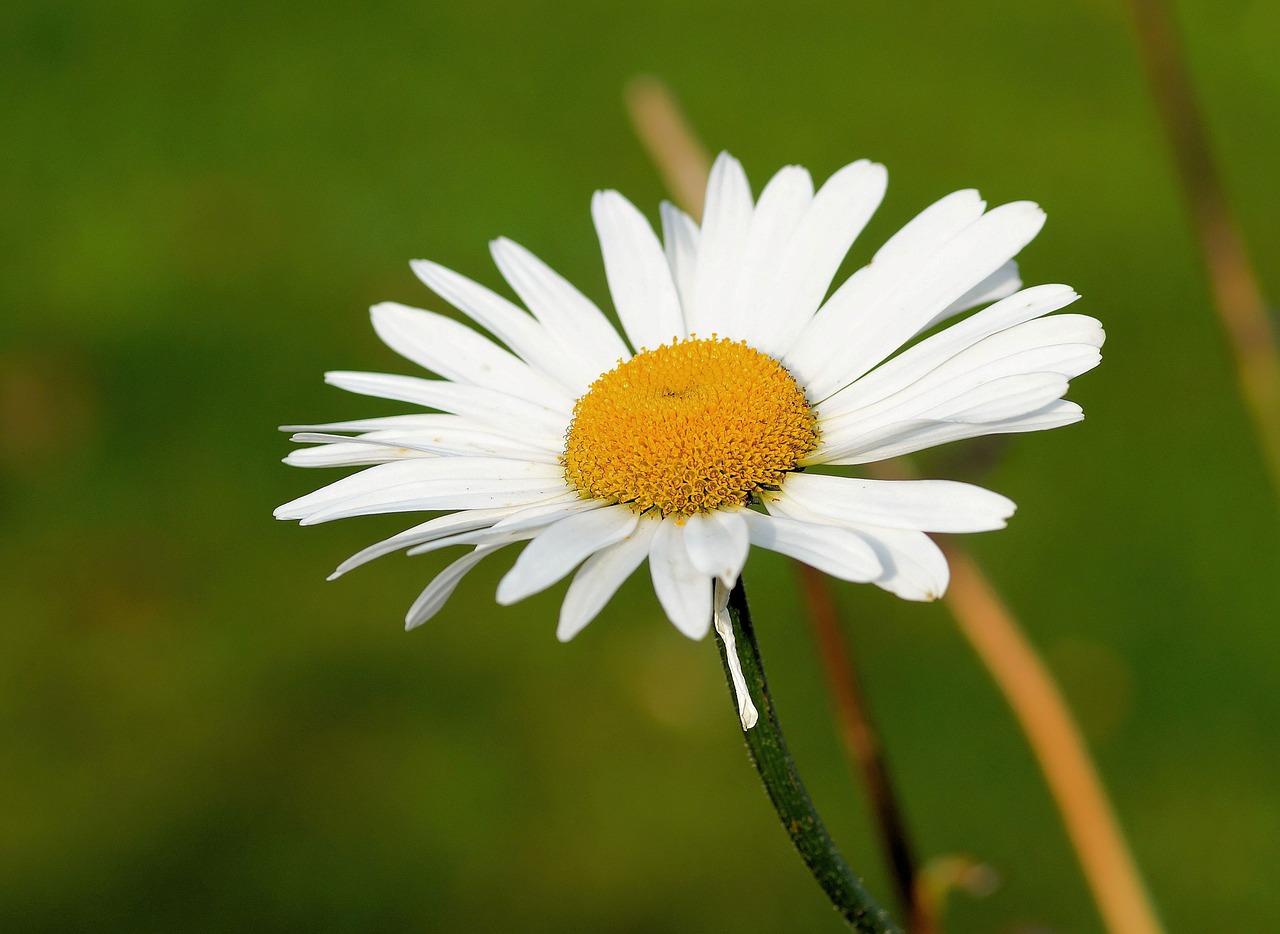 marguerite flower blossom free photo