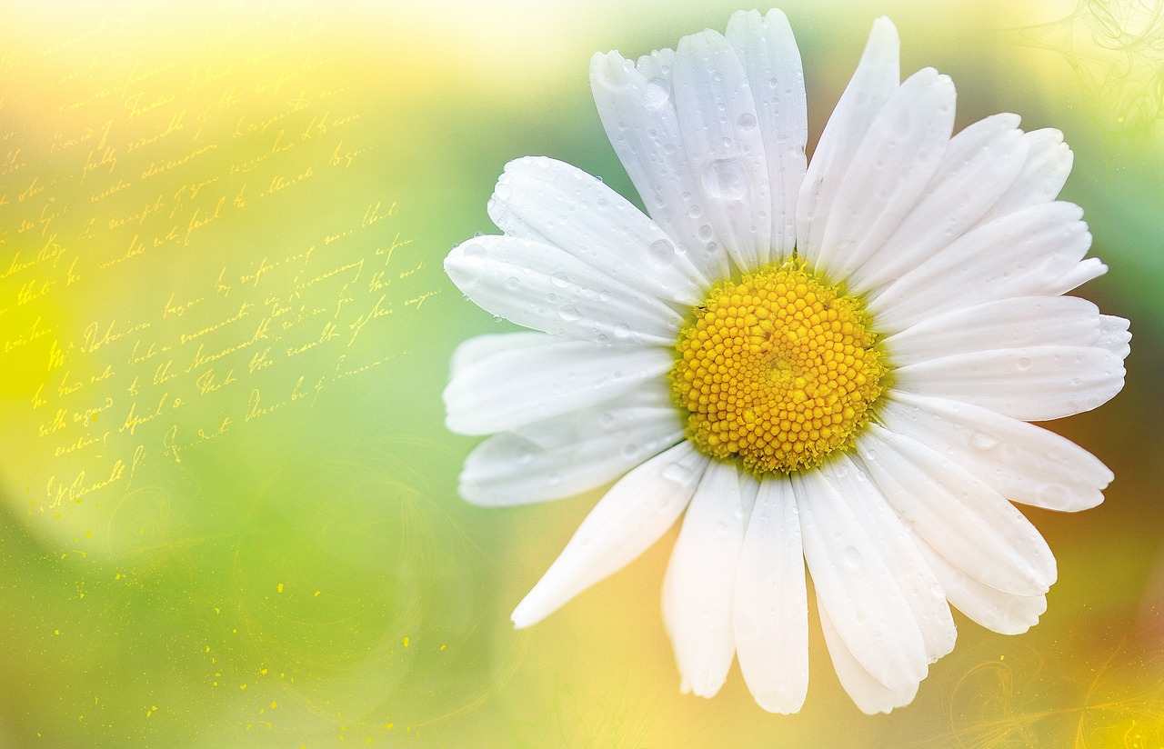 marguerite flower plant free photo