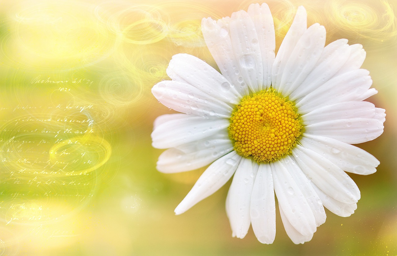 marguerite flower plant free photo