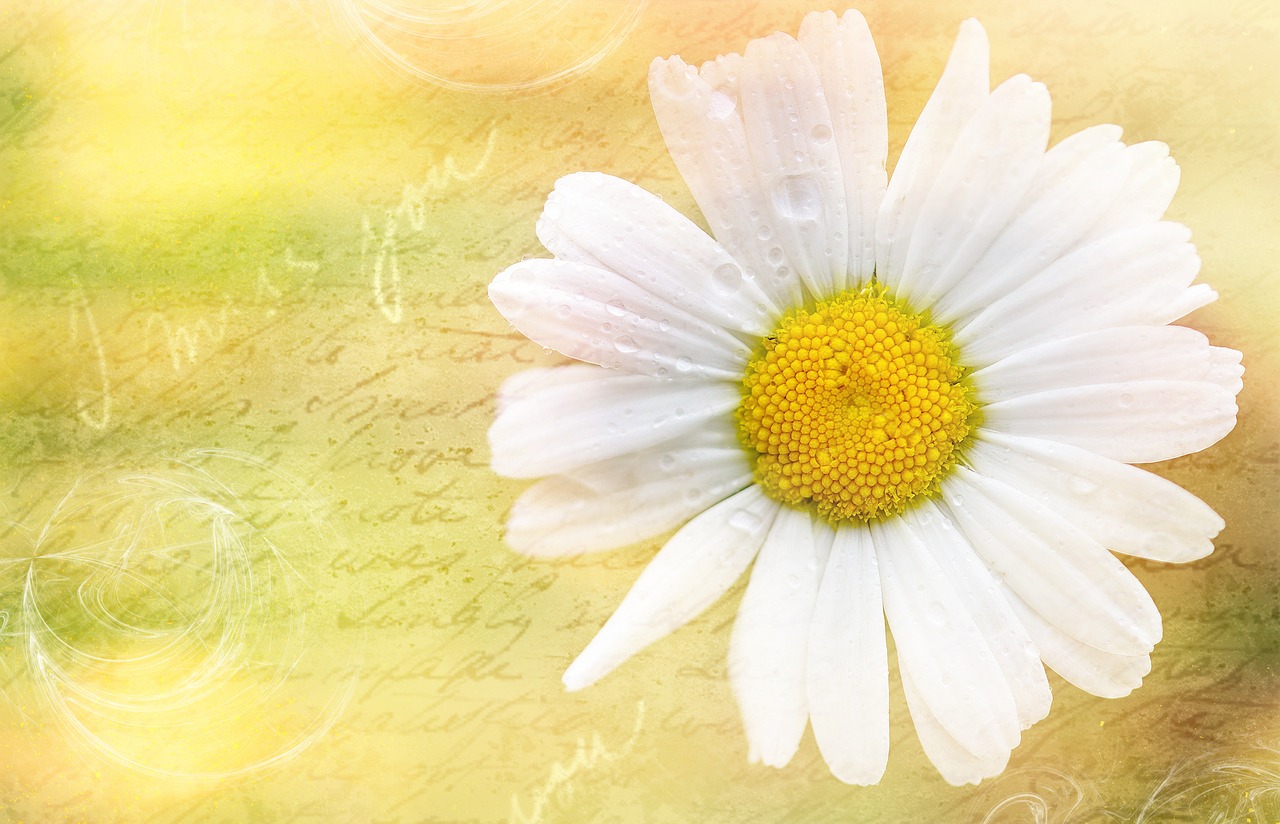 marguerite flower blossom free photo