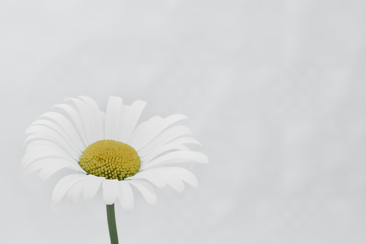 marguerite flower macro free photo