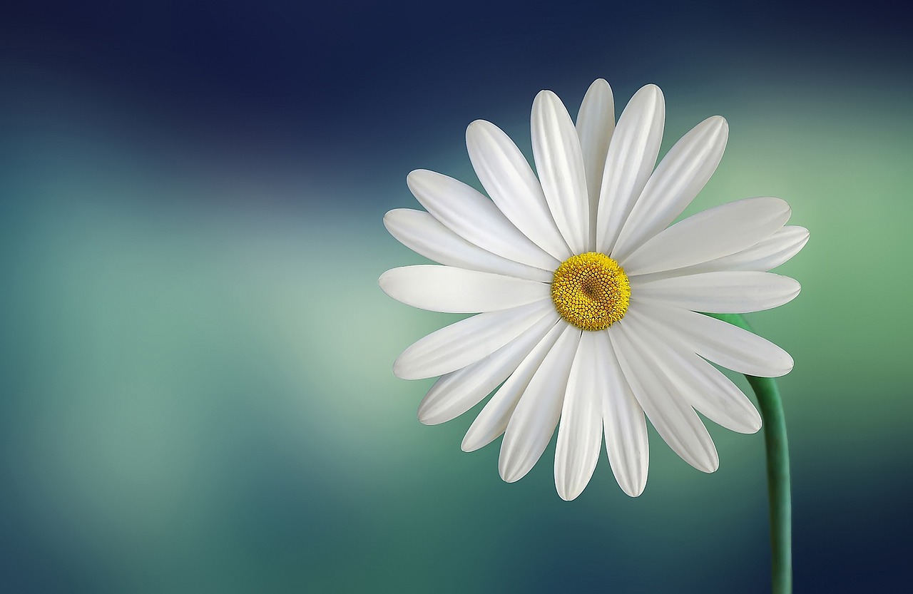 marguerite daisy beautiful free photo