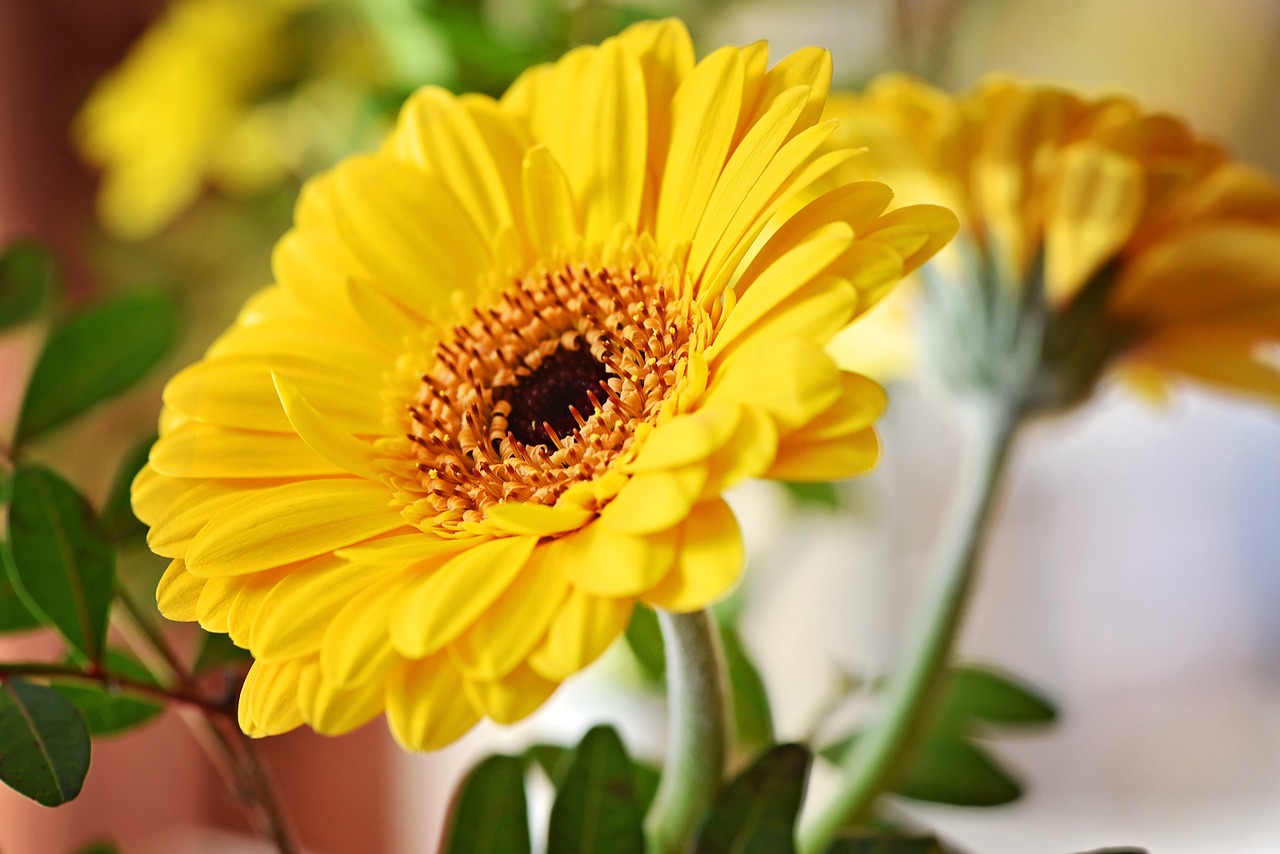 marguerite flower blossom free photo