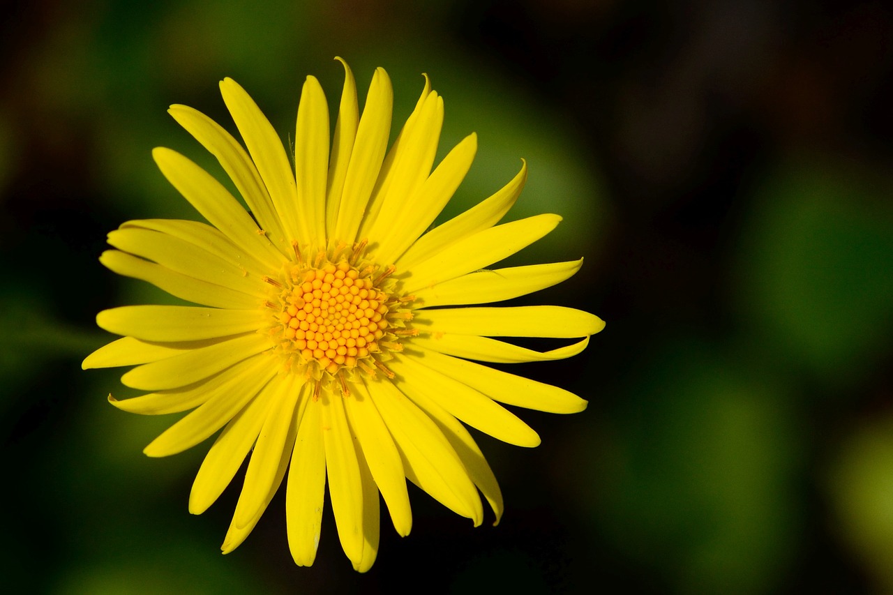 marguerite flower blossom free photo