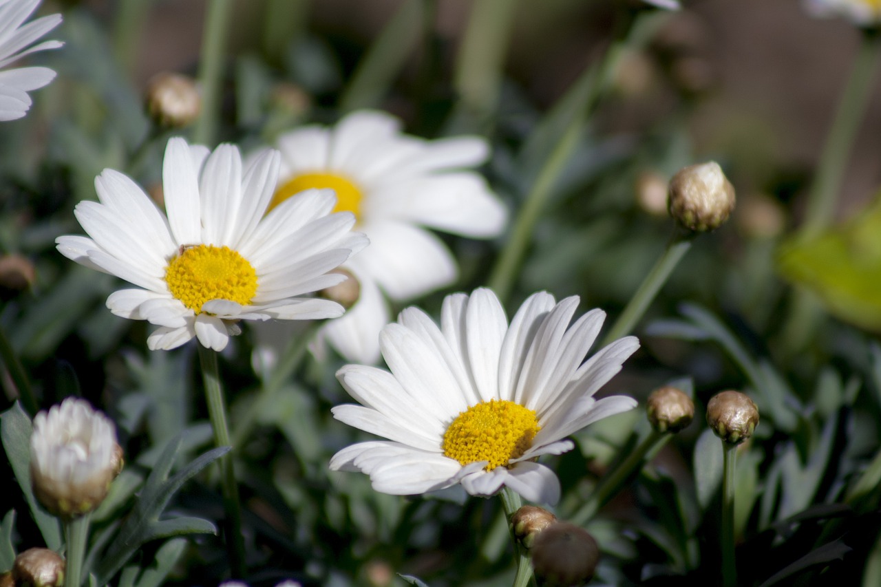 marguerite spring flowers free photo