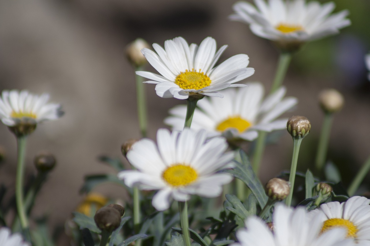 marguerite spring flowers free photo