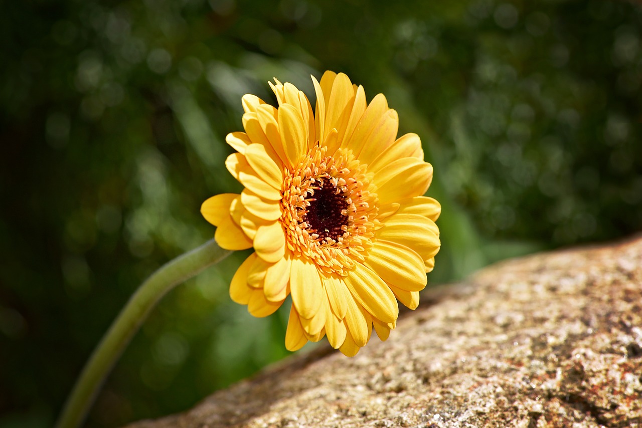 marguerite flower plant free photo