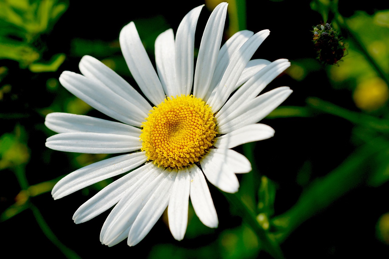 marguerite nature flower free photo