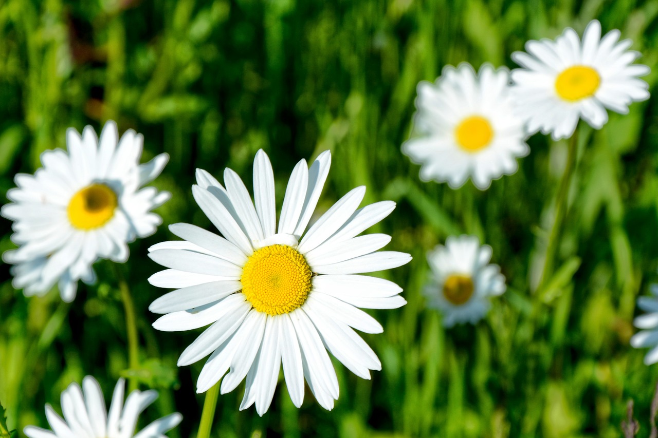 marguerite pointed flower white free photo