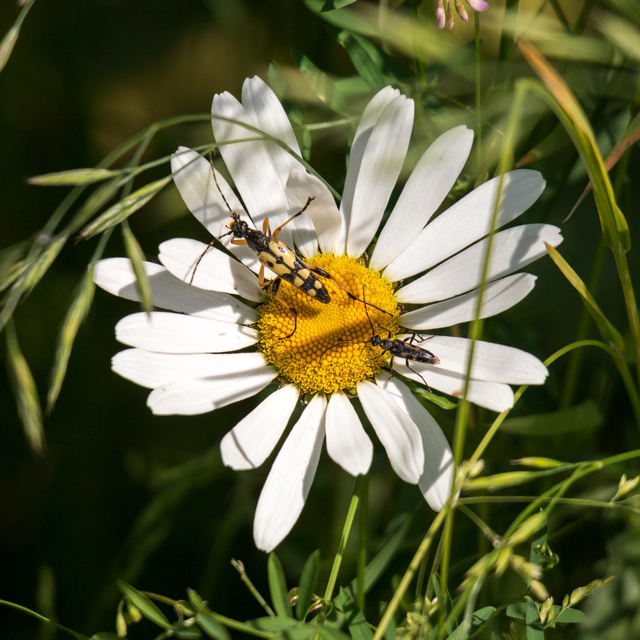 marguerite insect flower free photo