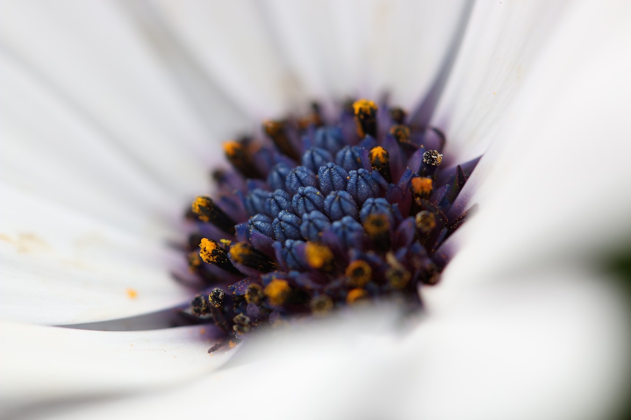 marguerite flower petal free photo