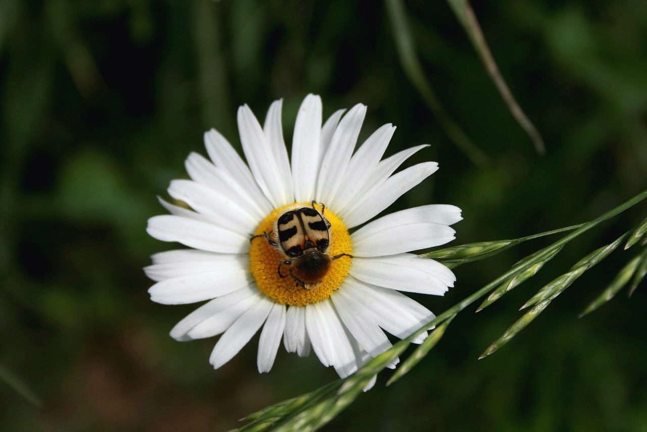 marguerite flower brush beetle free photo